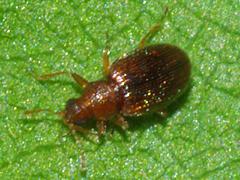 Minute Brown Scavenger Beetle